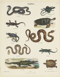 Amphibiens (Munchener Platen)