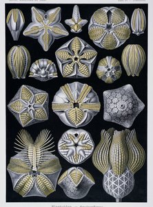 Blastoidea, planche de Artforms of Nature, c.1899-1904