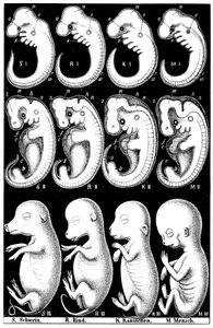 Comparaison des embryons de Haeckel de cochon, vache, lapin et homme