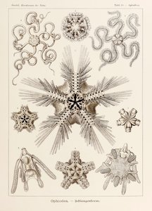 Planche 10 Ophiothrix Ophiodea de 