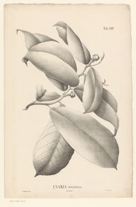 Branche avec feuilles et boutons floraux Uvaria Ovalifolia