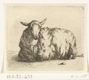 Mouton couché de face