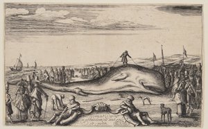 Cachalot échoué à Noordwijk - Esaias van den Velde I
