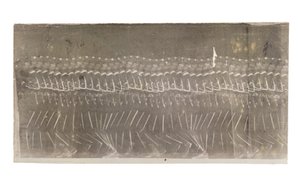 Homme marchant, 1882 - Etienne Jules Marey