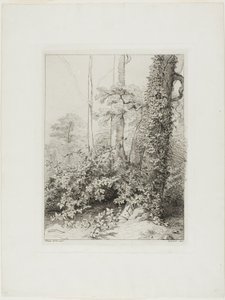 Ronce et lierre