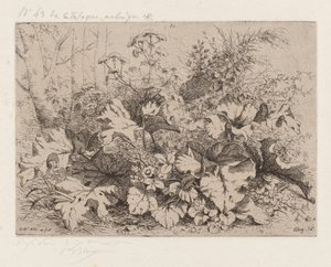 Bardane en fleur