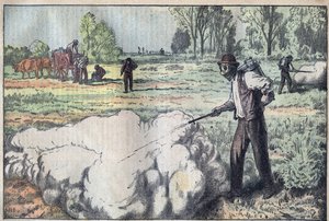 La destruction des mulots (Apodemus) par le gaz asphyxiant à l