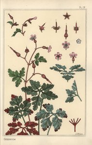 Illustration botanique d