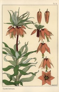 Illustration botanique de la fleur impériale, Fritillaria imperialis - Eugene Grasset