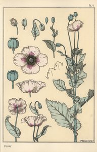 Illustration botanique du pavot, avec parties de la fleur, capsule d