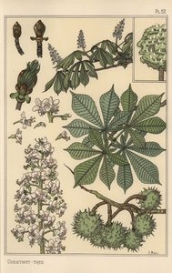 Étude botanique de châtaignier