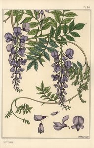 Étude botanique de glycine - Eugene Grasset