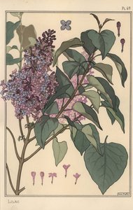 Étude botanique de lilas