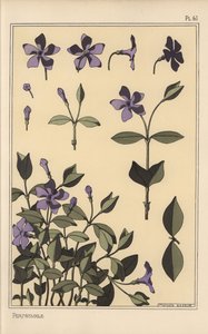 Étude botanique de pervenche - Eugene Grasset