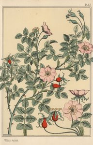 Étude botanique de rose sauvage - Eugene Grasset