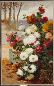 Chrysanthèmes dans un jardin clos