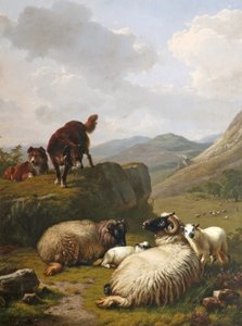 Moutons et chiens