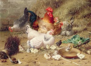 Poules perchées avec leurs poussins