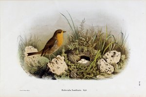 Représentation du rouge-gorge (Rubecula familiaris) (Chromolithographie) - Eugenio and Dressler Oscar  Bettoni