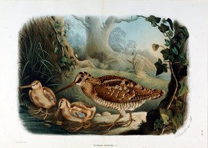 Représentation de la bécasse des bois (Scolopax rusticola) (Chromolithographie)