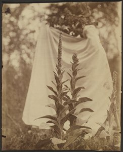 Bouillon Blanc (Mullein Plant)