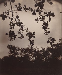 Branche de pommier