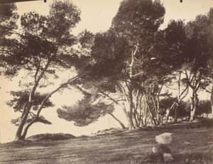 Cannes, Île Saint Honorat - Eugène Atget