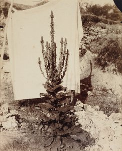 Molène en fleur