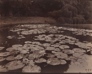 Nymphéas (Bagatelle)