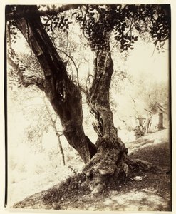 Olivier, Nice - Eugène Atget