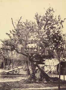 Pigeonnier dans un arbre