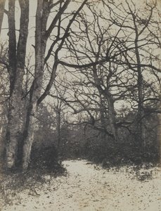 Forêt de Fontainebleau