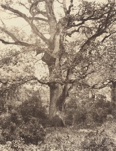 Près du Bodmer, 1860s