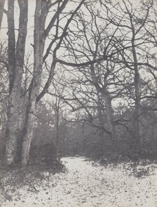 Route dans la forêt