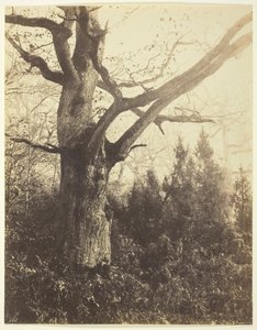 Sans titre [arbre], vers 1860