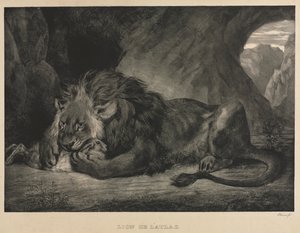 Lion des montagnes de l