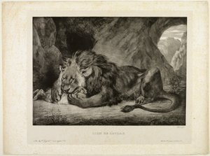 Lion des montagnes de l