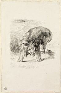 Lion debout