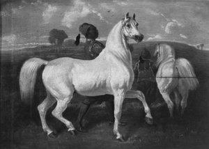 Chevaux Arabes, 19ème siècle