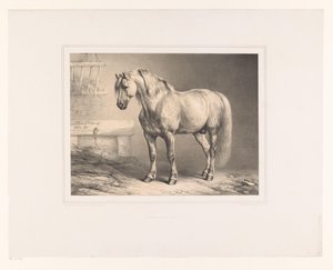 Cheval dans une étable (Études d