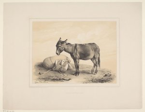 Âne au repos (Études d
