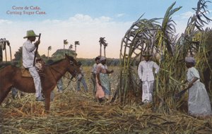 La Havane, Cuba : Coupe de la Canne à Sucre