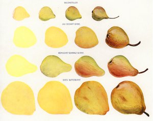 Peinture de fruits en massepain (photo)