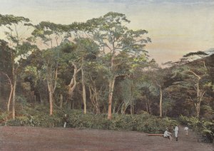 Plantation de Café sous Bois de Maoulis - European Photographer