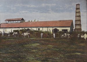 Récolte De La Canne À Sucre