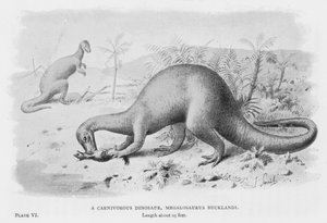 Un dinosaure carnivore, Megalosaurus Bucklandi