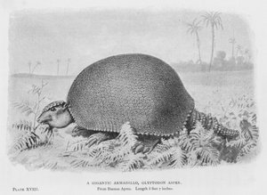 Un tatou géant, Glyptodon Asper