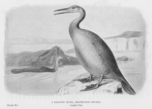 Un plongeur gigantesque, Hesperornis Regalis
