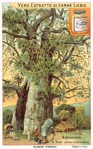 Arbre Adansonia au Togo - European School