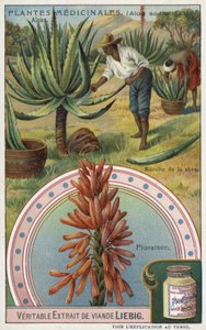 Aloès : récolte de la sève